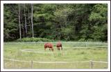 Red & Isaac in the pasture