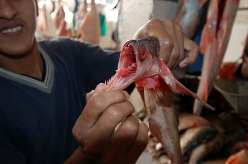 Market - fish