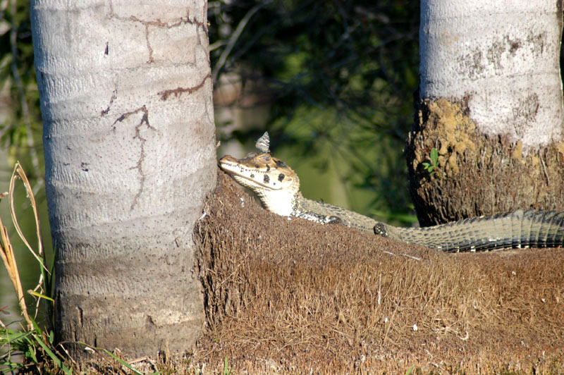 Lago Sandoval - caiman with butterfly