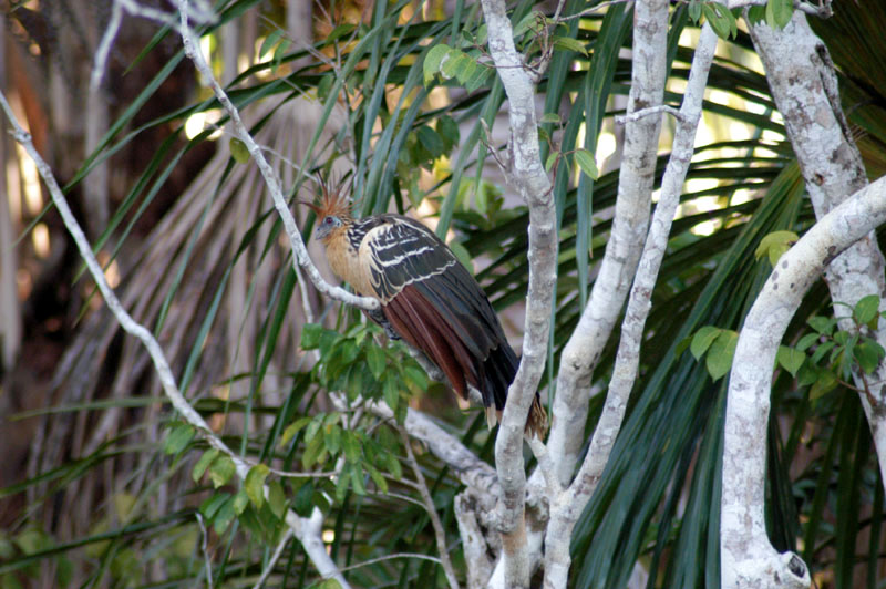 Lago Sandoval - bird