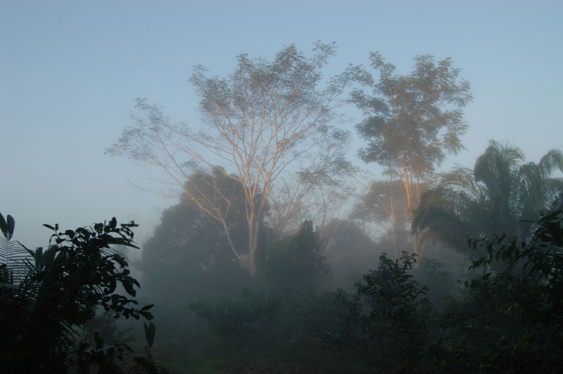 Fog