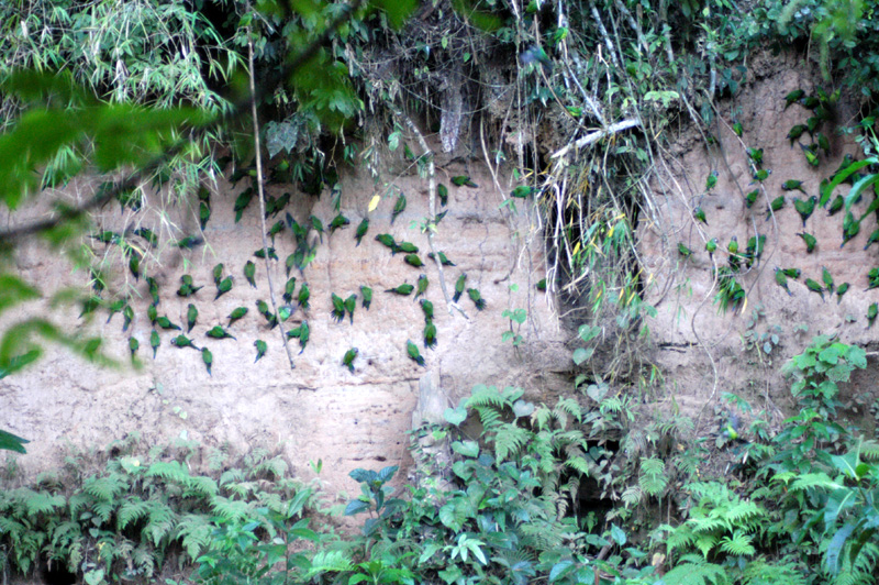 Salt licking parrots