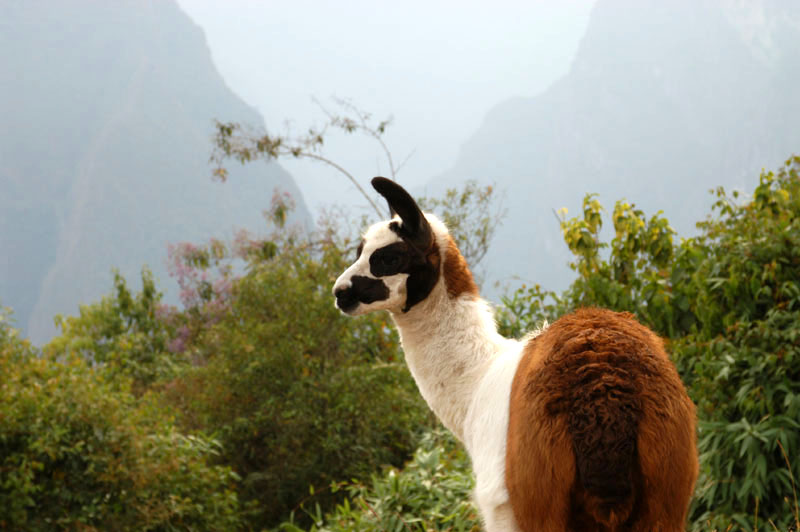 Llama