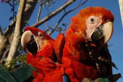 Macaws (Pepi & Paco)