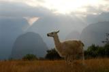 Llama