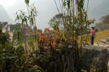 Machu Picchu - garden