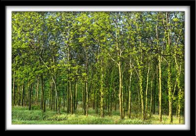 v3/78/455178/3/44615873.RowofTreesTake2_fresco_resi.jpg