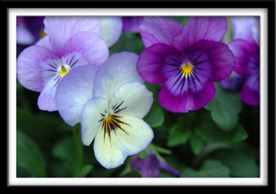 Pansies