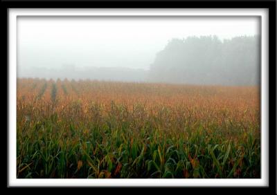 v3/78/455178/3/48481921.CornintheFog_resize.jpg