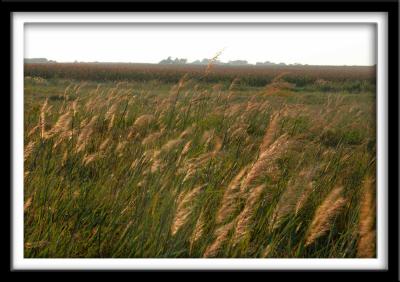 Prairie Grass Moving in Wind