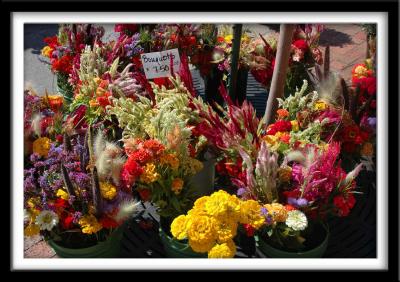 Cornucopia of Flowers