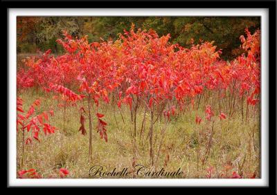 Fall Sumac