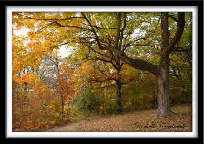 Fall at Big Creek