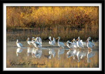 Pelican Roost