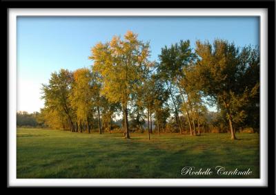 Trees in Morning Light