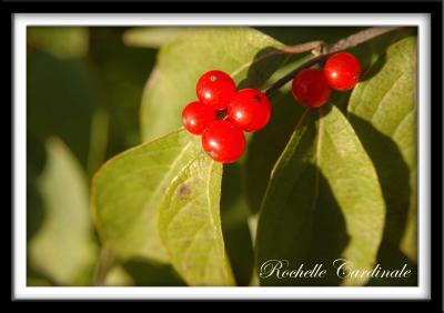 Fall Berries