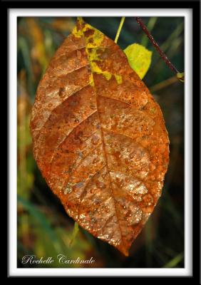 Fall Leaf with Dew