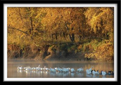 Pelicans Early Morning