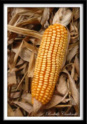 Cracked Corn