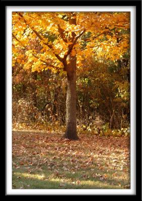 Golden Carpet