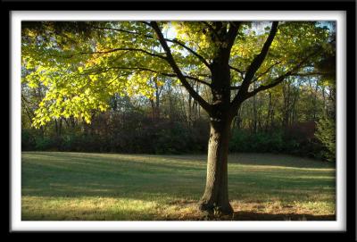 Neon Green Leaves