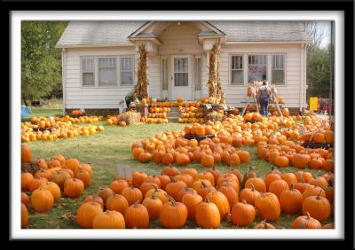 Polk City Pumpkin Patch
