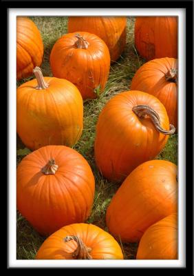 Pumpkins