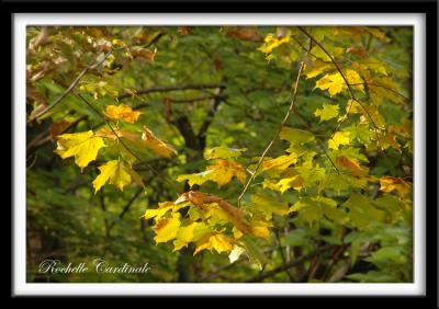 v3/78/455178/3/51537533.NeonGreenMaple_resize.jpg