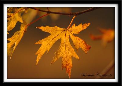 v3/78/455178/3/51807186.GoldenMaple_resize.jpg
