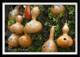 Gourds