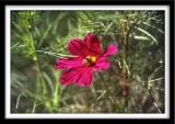 Flower and Bee