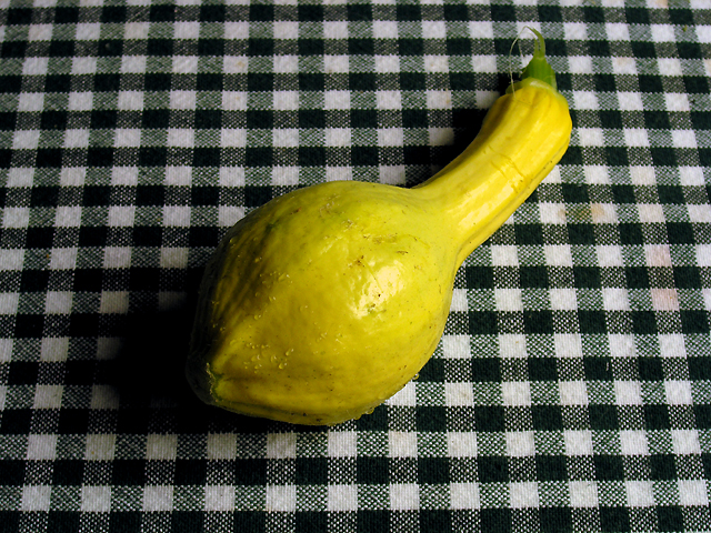 First Squash of the Season