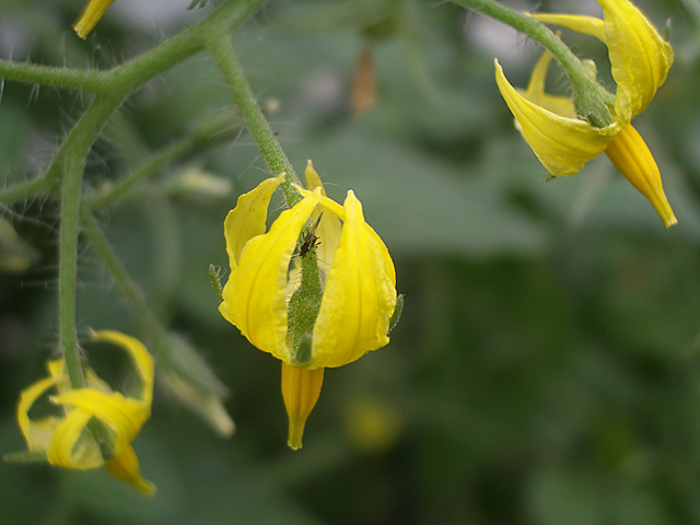 Future Tomatos