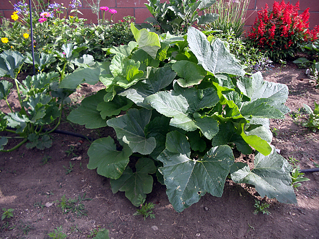 Squash Plant