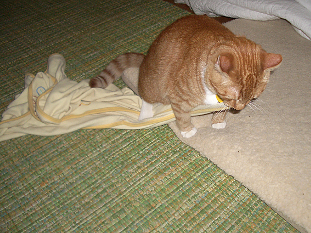 A Cat and His Blanket