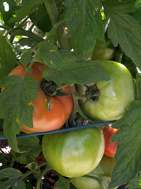 Home Grown Tomatos