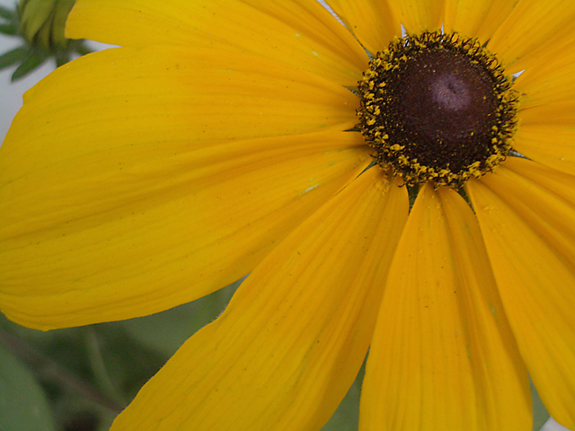 Black-Eyed Susan