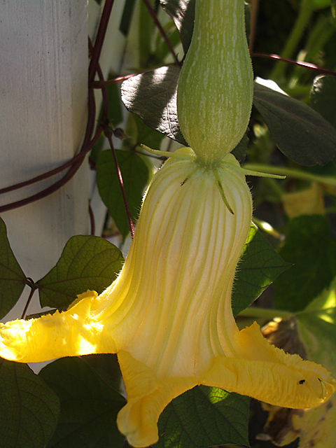 Hanging Squash