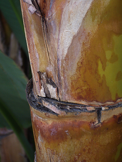 Banana Tree