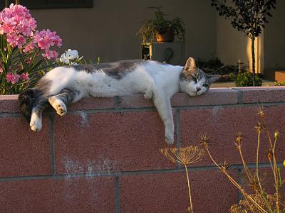 v3/78/459878/3/47223136.wallcat.jpg