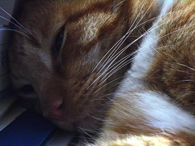 v3/78/459878/3/48225588.whiskers.jpg