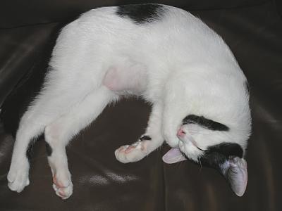 v3/78/459878/3/48265333.mini_clubchair1.jpg