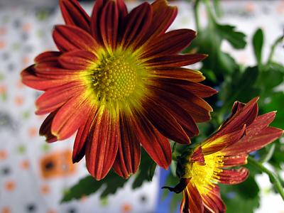 v3/78/459878/3/51714030.mums.jpg