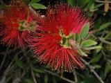 Bottlebrush