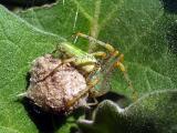 Green Lynx Spider (Peucetia viridans)