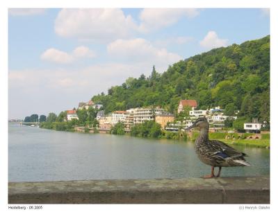 Heidelberg - kaczka z mostu