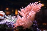 pink coral magic