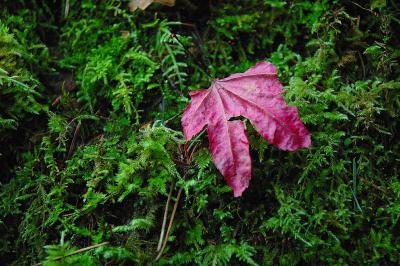 Leaf with Moss