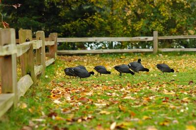 Birds, Greenlake