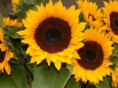 Sunflowers, Pike Place Market